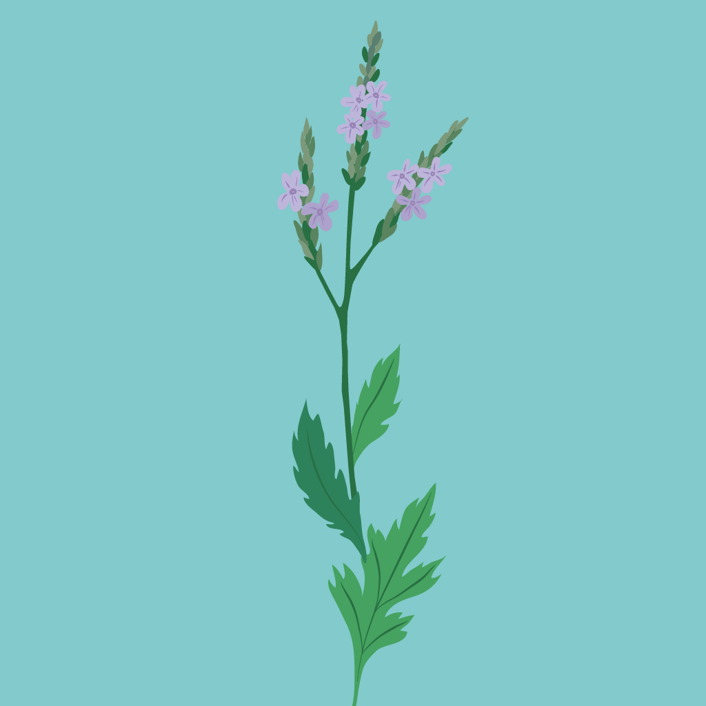 Verbena Limón