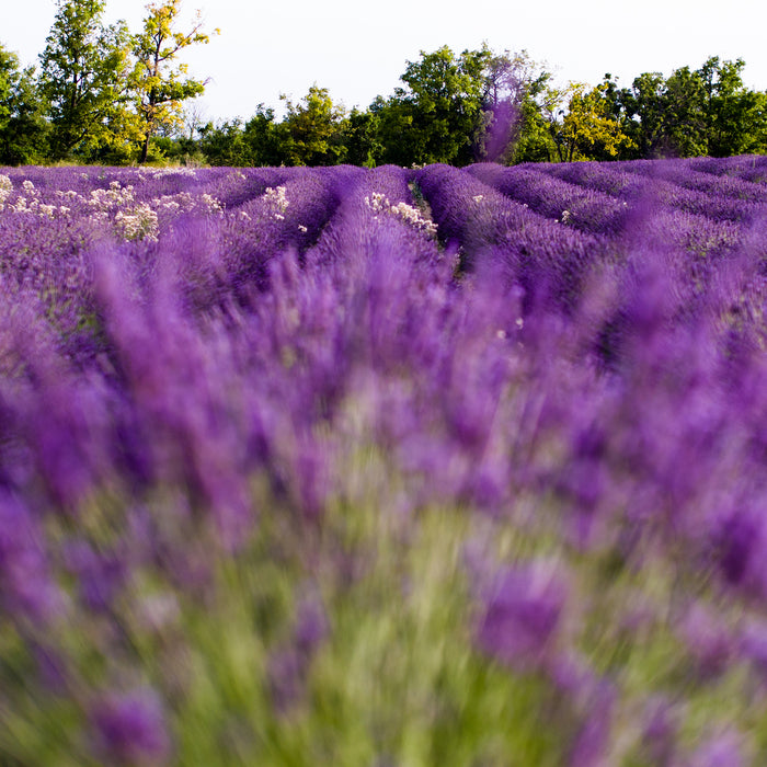 Descubre los beneficios y los diferentes tipos de lavanda