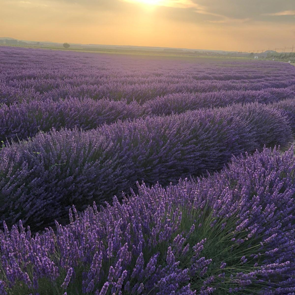 SORTEO - VISITA A LA FINCA DE LAVANDA "AROMÁTICAS EL ROMERAL"