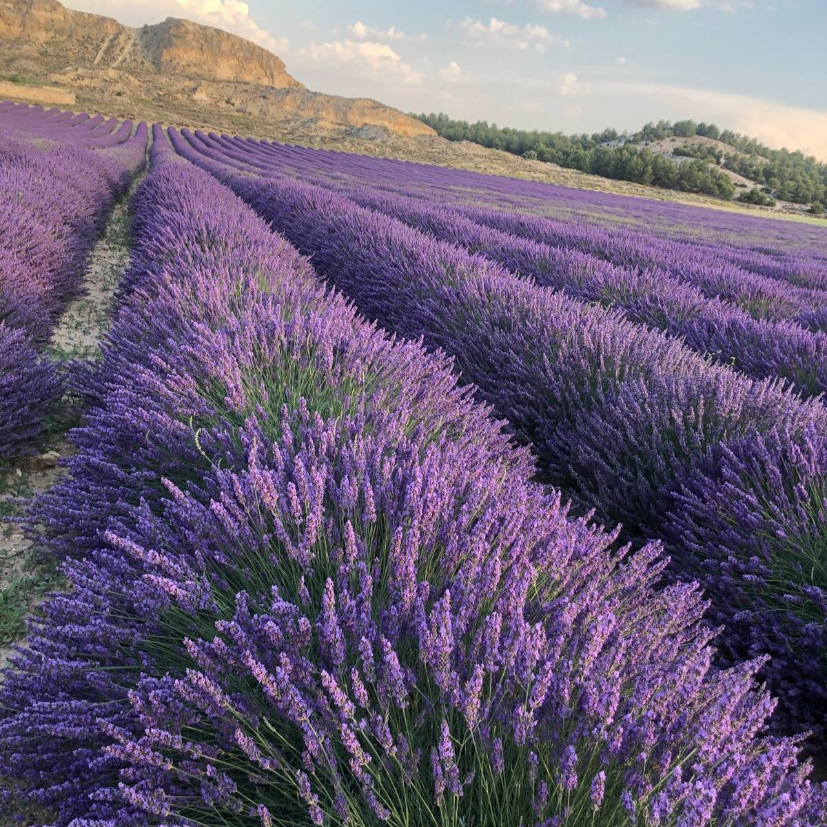 SORTEO - VISITA A LA FINCA DE LAVANDA "AROMÁTICAS EL ROMERAL"